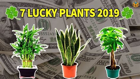 Exploring the Rituals of Wealth Witchcraft with Lucky Plants